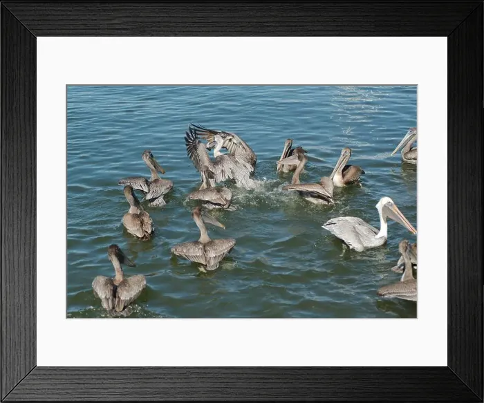 Framed Print : Feeding Frenzy of Multiple Florida Pelicans near a fish cleaning station getting into position to grab fish parts being Framed Print : Feeding Frenzy of Multiple Florida Pelicans near a fish cleaning station getting into position to grab fish parts being