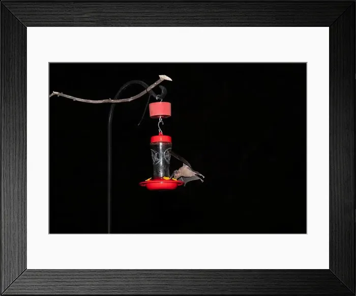 Framed Print : Lesser Long-nosed Bat (Leptonycteris curasaoae yerbabuenae) vs Framed Print : Lesser Long-nosed Bat (Leptonycteris curasaoae yerbabuenae) vs