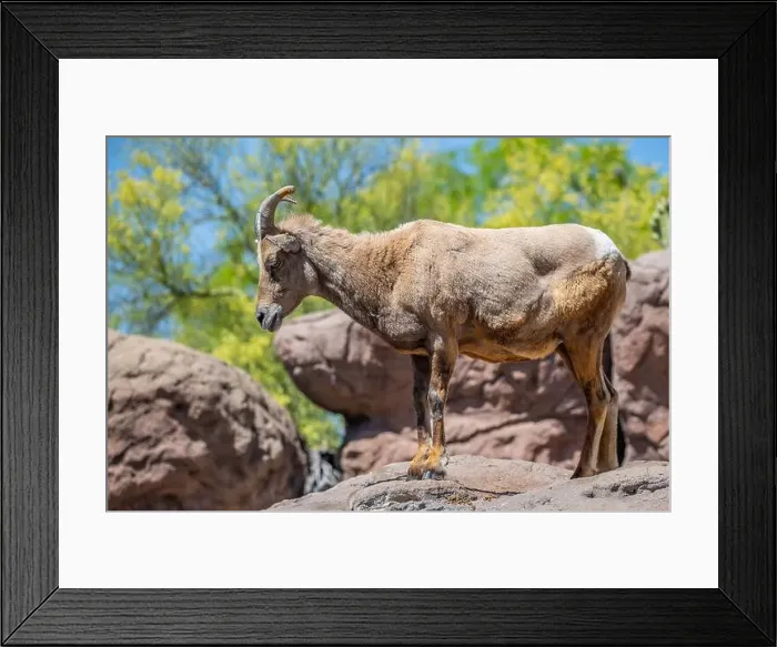 Framed Print : A Bighorn Sheep in the field of Tucson, Arizona Framed Print : A Bighorn Sheep in the field of Tucson, Arizona