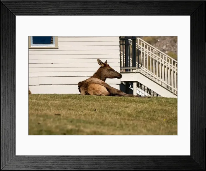 Framed Print : a herd of resting female Elk (Cervus canadensis) on a lawn in front of beige office building Framed Print : a herd of resting female Elk (Cervus canadensis) on a lawn in front of beige office building