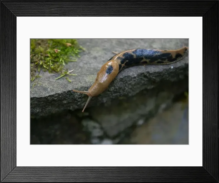 Framed Print : Close-up of a Pacific Banana Slug on a rock, Oregon, USA Framed Print : Close-up of a Pacific Banana Slug on a rock, Oregon, USA