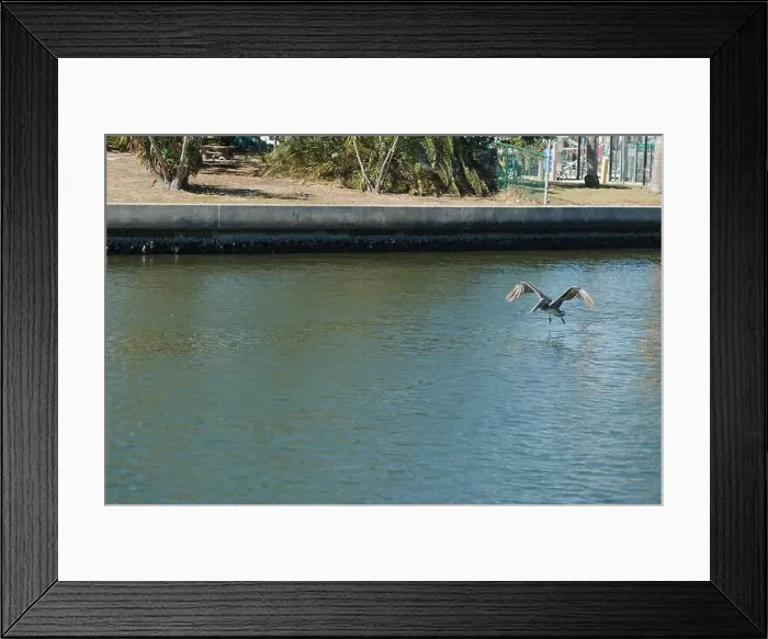 Framed Print : one Florida Pelican Flying near a fish cleaning station getting into position to grab fish parts being thrown towards Framed Print : one Florida Pelican Flying near a fish cleaning station getting into position to grab fish parts being thrown towards