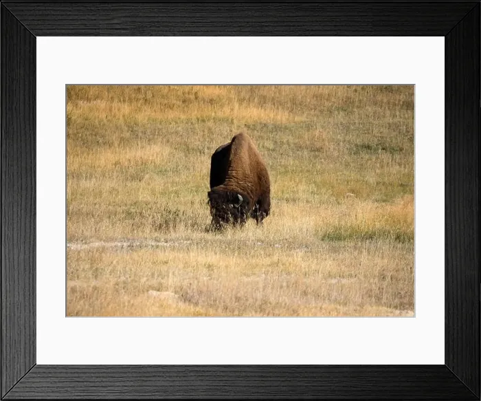 Framed Print : close-up of wild American Bison, Yellowstone National Park USA Framed Print : close-up of wild American Bison, Yellowstone National Park USA