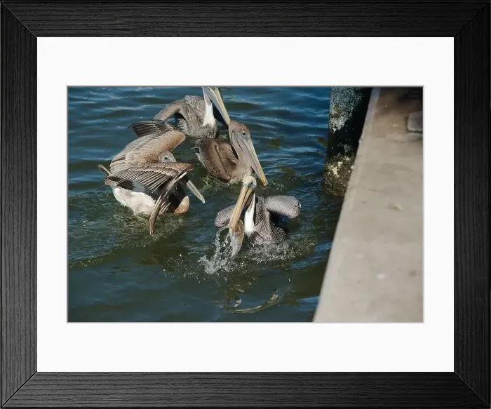 Framed Print : Feeding Frenzy of Multiple Florida Pelicans near a fish cleaning station getting into position to grab fish parts being Framed Print : Feeding Frenzy of Multiple Florida Pelicans near a fish cleaning station getting into position to grab fish parts being