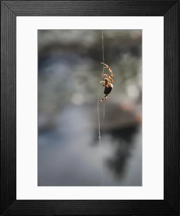 Framed Print : Close-up of a shamrock orb weaver spider (Araneus trifolium) on a spider web, Pacific Northwest, USA Framed Print : Close-up of a shamrock orb weaver spider (Araneus trifolium) on a spider web, Pacific Northwest, USA