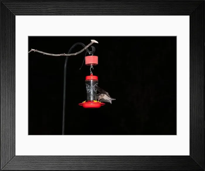 Framed Print : Lesser Long-nosed Bat (Leptonycteris curasaoae yerbabuenae) vs Framed Print : Lesser Long-nosed Bat (Leptonycteris curasaoae yerbabuenae) vs