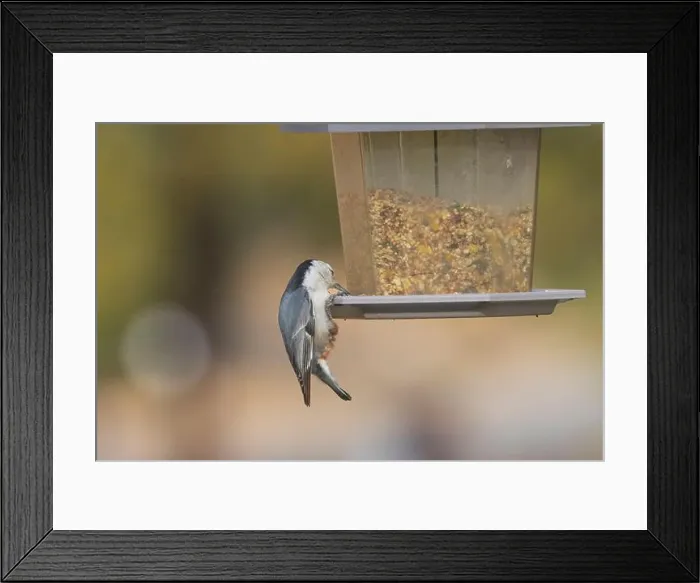 Framed Print : White breasted nuthatch (Sitta carolinensis) feeding at a backyard bird feeder in Redding California, USA Framed Print : White breasted nuthatch (Sitta carolinensis) feeding at a backyard bird feeder in Redding California, USA
