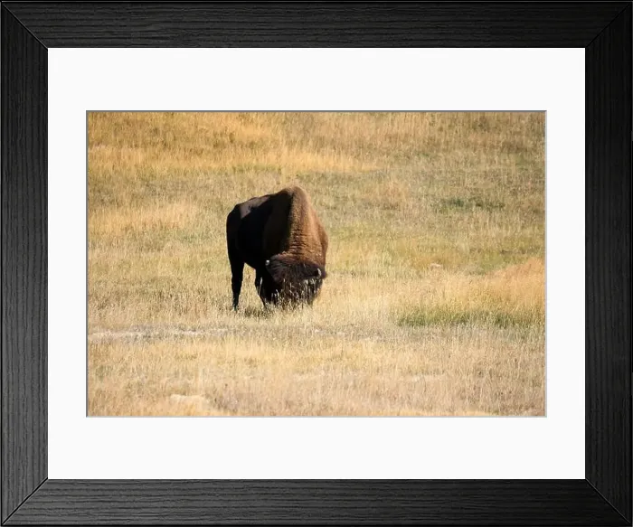 Framed Print : close-up of wild American Bison, Yellowstone National Park USA Framed Print : close-up of wild American Bison, Yellowstone National Park USA