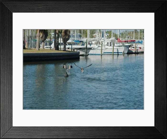 Framed Print : Multiple Florida Pelicans Flying near a fish cleaning station getting into position to grab fish parts being thrown Framed Print : Multiple Florida Pelicans Flying near a fish cleaning station getting into position to grab fish parts being thrown