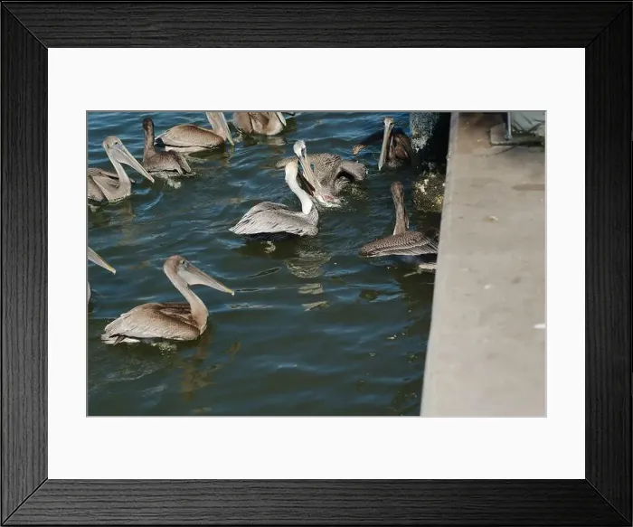Framed Print : Feeding Frenzy of Multiple Florida Pelicans near a fish cleaning station getting into position to grab fish parts being