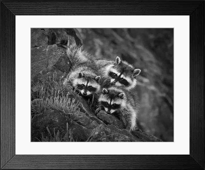 Framed Print : Olympic National Park, Washington Framed Print : Olympic National Park, Washington
