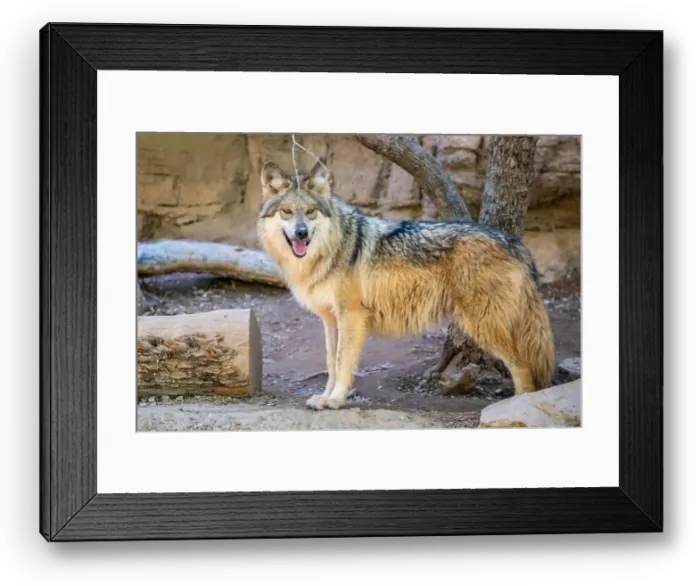 Framed Print : A Desert Coyote in Tucson, Arizona Framed Print : A Desert Coyote in Tucson, Arizona