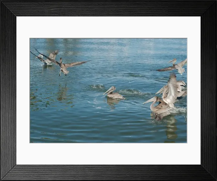 Framed Print : Multiple Florida Pelicans Flying near a fish cleaning station getting into position to grab fish parts being thrown Framed Print : Multiple Florida Pelicans Flying near a fish cleaning station getting into position to grab fish parts being thrown