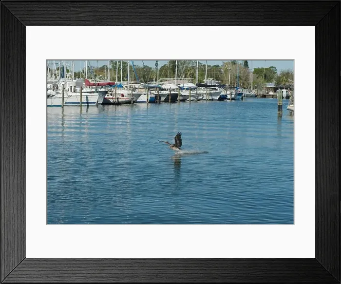 Framed Print : one Florida Pelican Flying near a fish cleaning station getting into position to grab fish parts being thrown towards Framed Print : one Florida Pelican Flying near a fish cleaning station getting into position to grab fish parts being thrown towards