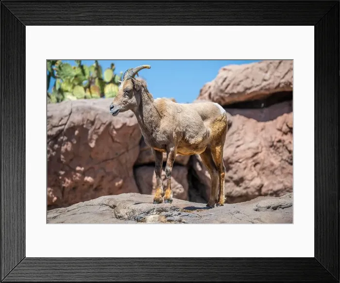 Framed Print : A Bighorn Sheep in the field of Tucson, Arizona Framed Print : A Bighorn Sheep in the field of Tucson, Arizona