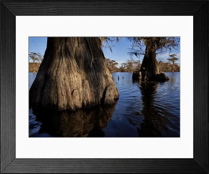 Framed Print : Giant Cypress Trees standing in the lake Framed Print : Giant Cypress Trees standing in the lake