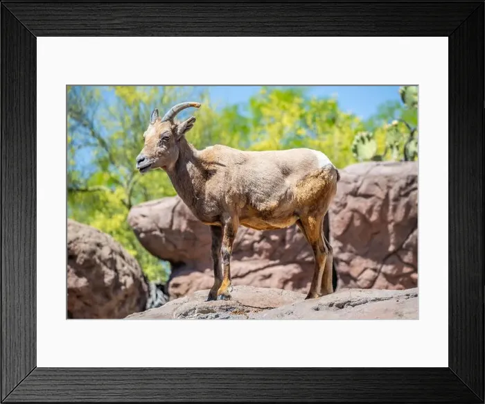 Framed Print : A Bighorn Sheep in the field of Tucson, Arizona Framed Print : A Bighorn Sheep in the field of Tucson, Arizona