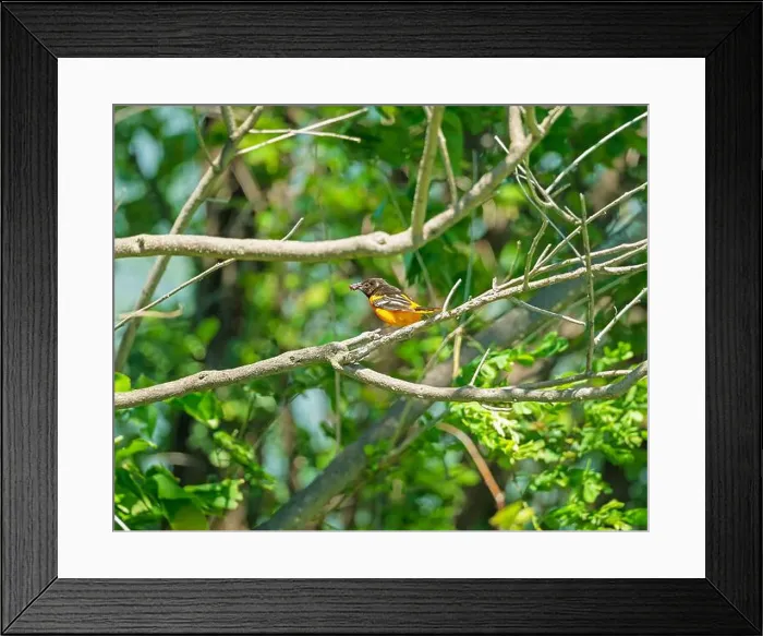 Framed Print : Baltimore Oriole Feeding on Fruit in the Trempealeau National Wildlife Refuge in Wisconsin Framed Print : Baltimore Oriole Feeding on Fruit in the Trempealeau National Wildlife Refuge in Wisconsin
