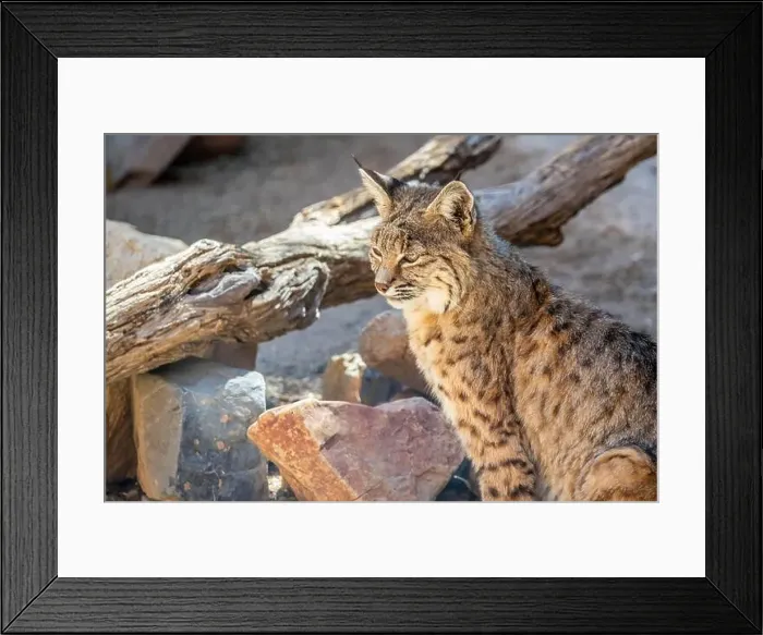 Framed Print : A yellow and black spotted Bobcat in Tucson, Arizona Framed Print : A yellow and black spotted Bobcat in Tucson, Arizona
