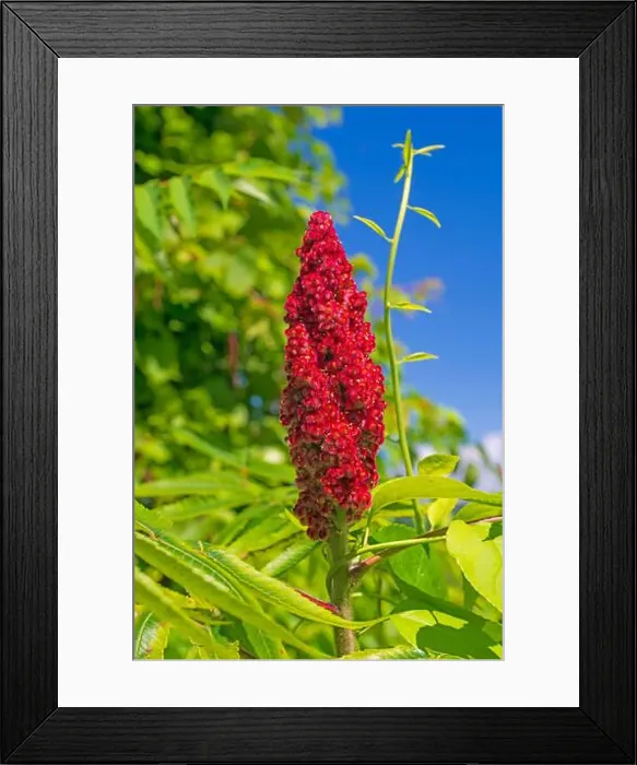 Framed Print : Sumac Flower in a Verdant Wetland in the Trempealeau National Wildlife Refuge in Wisconsin Framed Print : Sumac Flower in a Verdant Wetland in the Trempealeau National Wildlife Refuge in Wisconsin