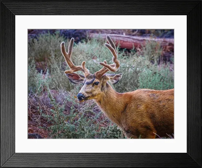 Framed Print : A close up of a Mule Deer about to chomp down on some woody twigs Framed Print : A close up of a Mule Deer about to chomp down on some woody twigs