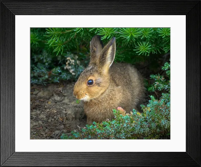 Framed Print : Snowshoe Hare, Hurricane Hill Trail, Olympic National Park, Washington Framed Print : Snowshoe Hare, Hurricane Hill Trail, Olympic National Park, Washington