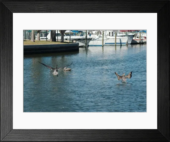 Framed Print : Multiple Florida Pelicans Flying near a fish cleaning station getting into position to grab fish parts being thrown Framed Print : Multiple Florida Pelicans Flying near a fish cleaning station getting into position to grab fish parts being thrown
