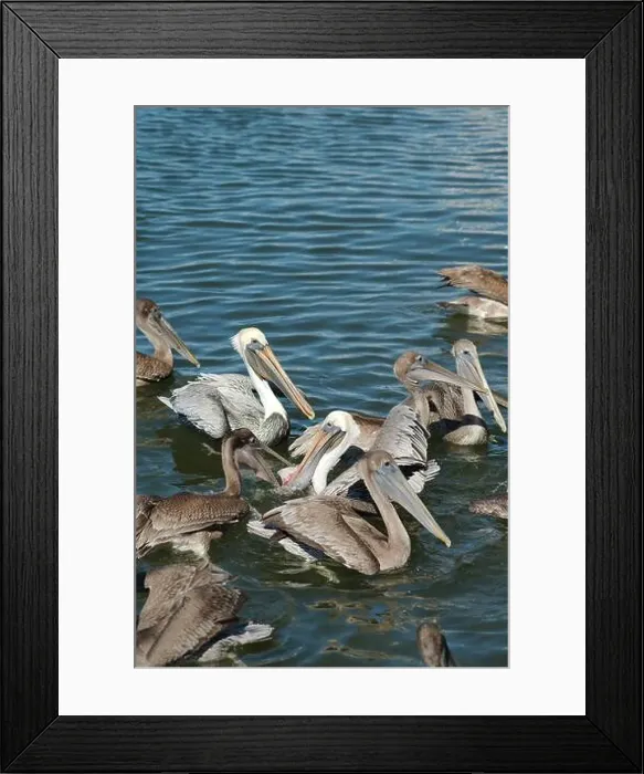 Framed Print : Feeding Frenzy of Multiple Florida Pelicans near a fish cleaning station getting into position to grab fish parts being Framed Print : Feeding Frenzy of Multiple Florida Pelicans near a fish cleaning station getting into position to grab fish parts being
