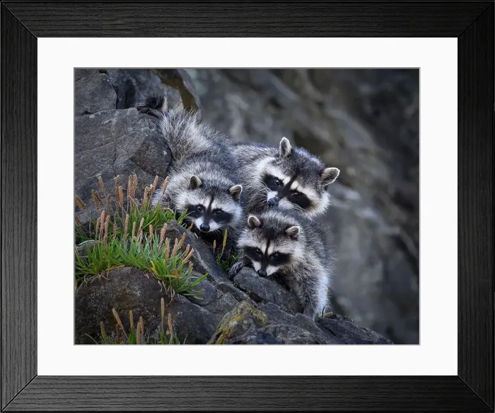Framed Print : Olympic National Park, Washington Framed Print : Olympic National Park, Washington