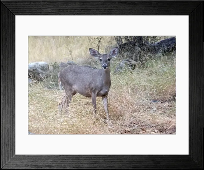 Framed Print : Coues White-tailed Deer (Odocoileus virginianus couesi) Framed Print : Coues White-tailed Deer (Odocoileus virginianus couesi)