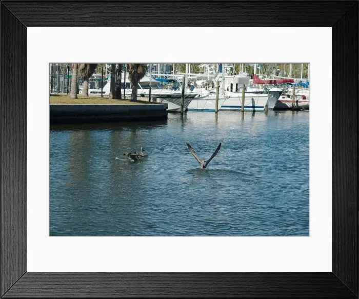 Framed Print : Multiple Florida Pelicans Flying near a fish cleaning station getting into position to grab fish parts being thrown Framed Print : Multiple Florida Pelicans Flying near a fish cleaning station getting into position to grab fish parts being thrown