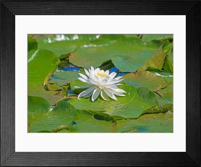 Framed Print : Water Lily Bursting Through the Lily Pads in the Trempealeau National Wildlife Refuge in Wisconsin Framed Print : Water Lily Bursting Through the Lily Pads in the Trempealeau National Wildlife Refuge in Wisconsin