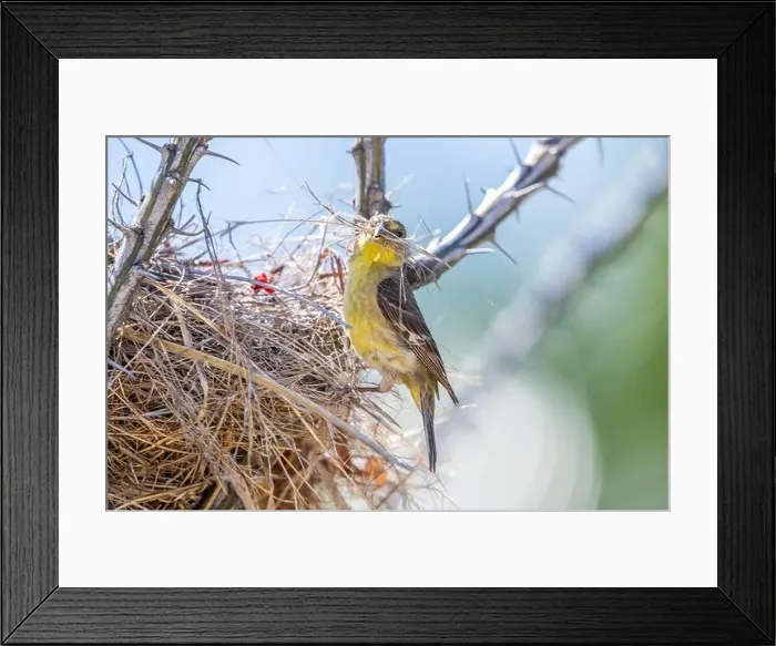 Framed Print : The Lesser Goldfinch in Tucson, Arizona Framed Print : The Lesser Goldfinch in Tucson, Arizona