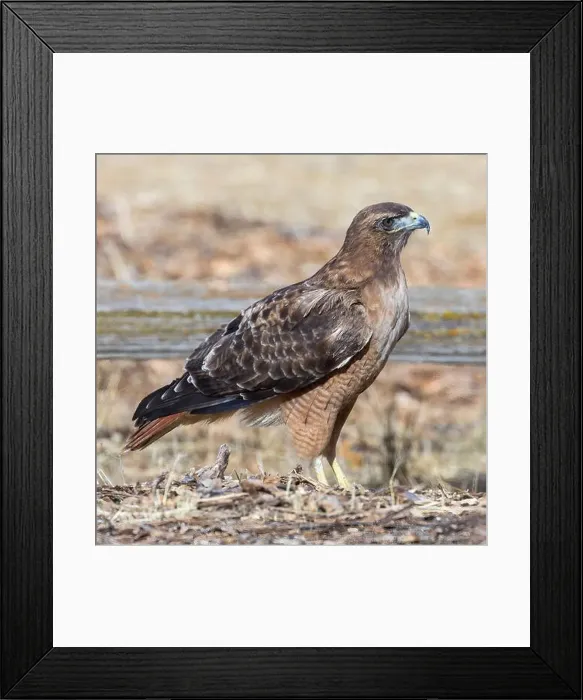 Framed Print : Red-tailed Hawk foraging on the grounds. Arastradero Preserve, Santa Clara County, California, USA Framed Print : Red-tailed Hawk foraging on the grounds. Arastradero Preserve, Santa Clara County, California, USA
