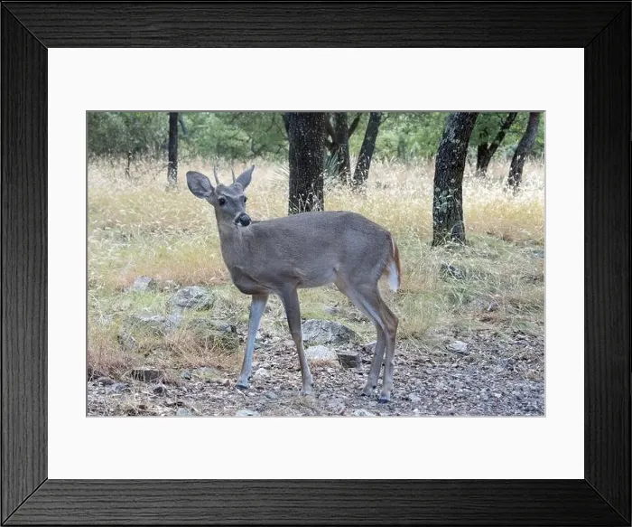 Framed Print : Coues White-tailed Deer (Odocoileus virginianus couesi) Framed Print : Coues White-tailed Deer (Odocoileus virginianus couesi)