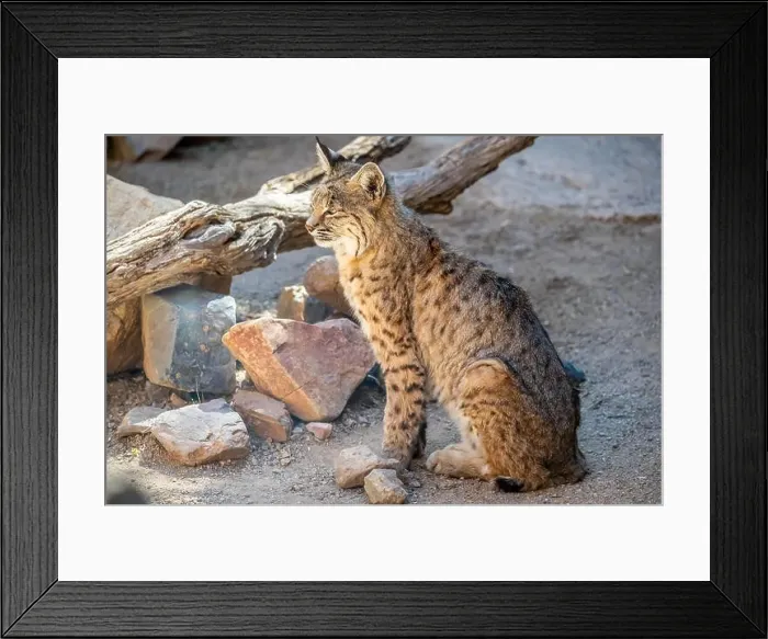 Framed Print : A yellow and black spotted Bobcat in Tucson, Arizona Framed Print : A yellow and black spotted Bobcat in Tucson, Arizona