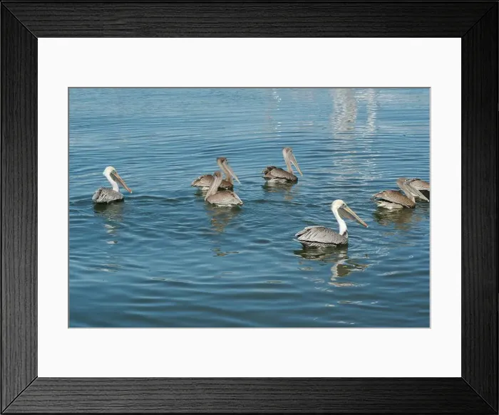 Framed Print : Feeding Frenzy of Multiple Florida Pelicans near a fish cleaning station getting into position to grab fish parts being Framed Print : Feeding Frenzy of Multiple Florida Pelicans near a fish cleaning station getting into position to grab fish parts being