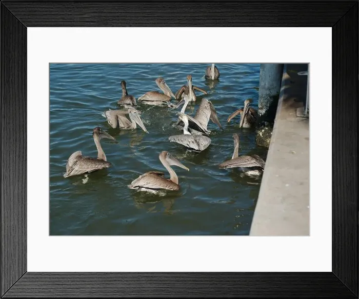 Framed Print : Feeding Frenzy of Multiple Florida Pelicans near a fish cleaning station getting into position to grab fish parts being Framed Print : Feeding Frenzy of Multiple Florida Pelicans near a fish cleaning station getting into position to grab fish parts being