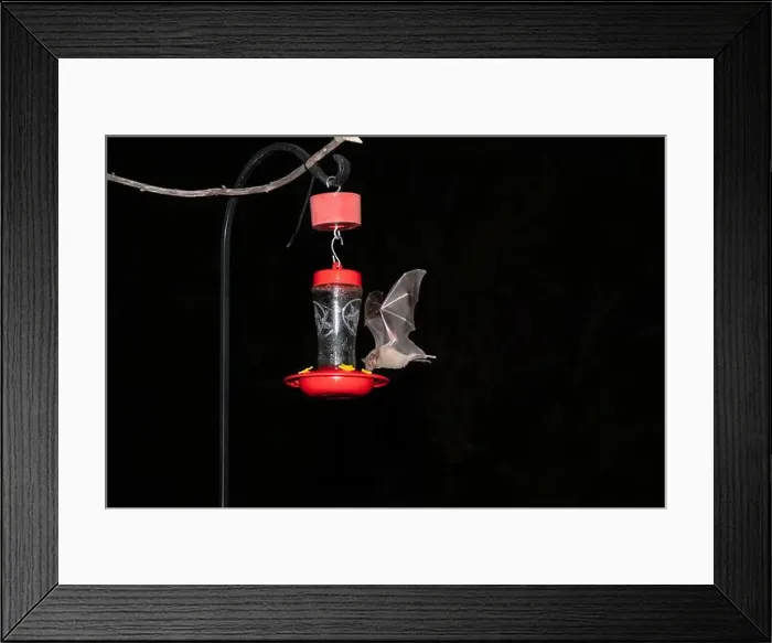 Framed Print : Lesser Long-nosed Bat (Leptonycteris curasaoae yerbabuenae) vs Framed Print : Lesser Long-nosed Bat (Leptonycteris curasaoae yerbabuenae) vs