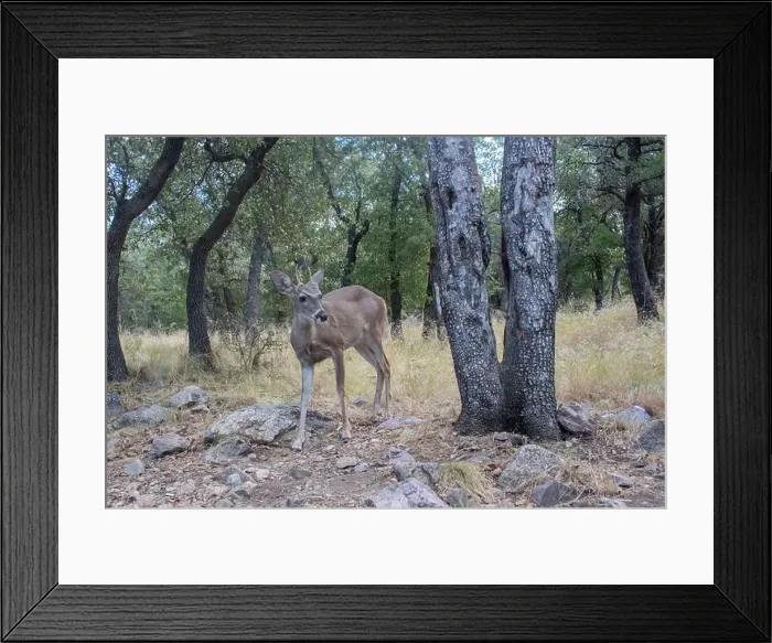 Framed Print : Coues White-tailed Deer (Odocoileus virginianus couesi) Framed Print : Coues White-tailed Deer (Odocoileus virginianus couesi)