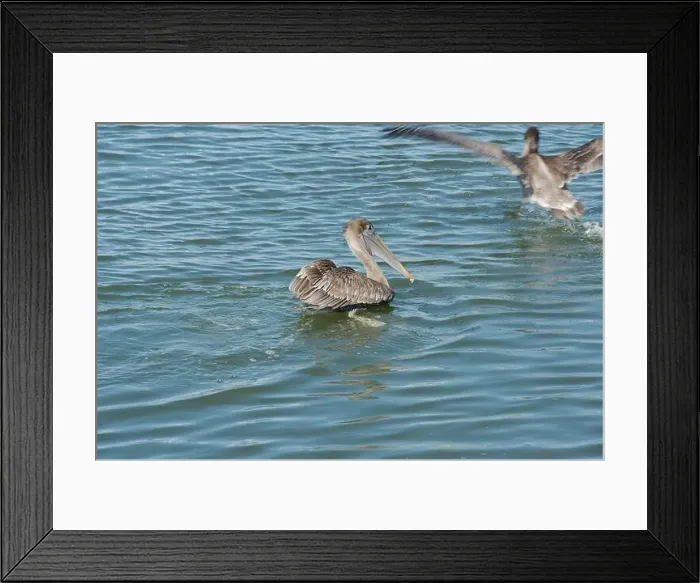Framed Print : Multiple Florida Pelicans Flying near a fish cleaning station getting into position to grab fish parts being thrown Framed Print : Multiple Florida Pelicans Flying near a fish cleaning station getting into position to grab fish parts being thrown