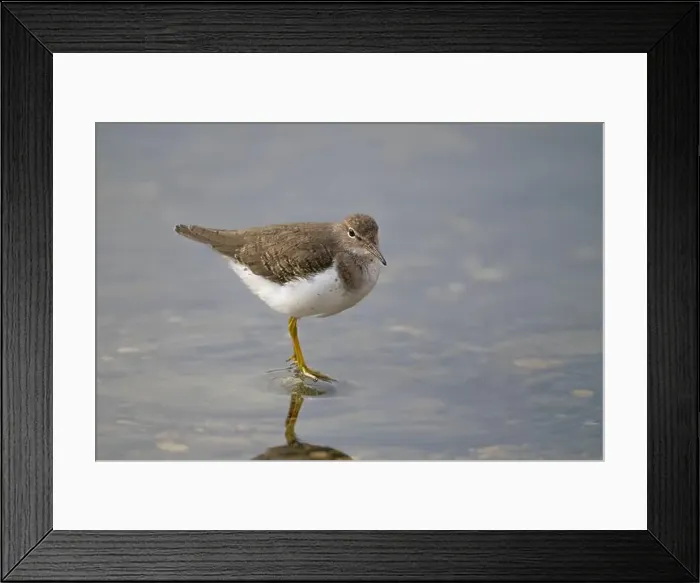 Framed Print : Spotted Sandpiper (Actitis macularius) in basic plumage at the American River, Sacramento County California