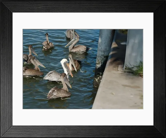 Framed Print : Feeding Frenzy of Multiple Florida Pelicans near a fish cleaning station getting into position to grab fish parts being Framed Print : Feeding Frenzy of Multiple Florida Pelicans near a fish cleaning station getting into position to grab fish parts being