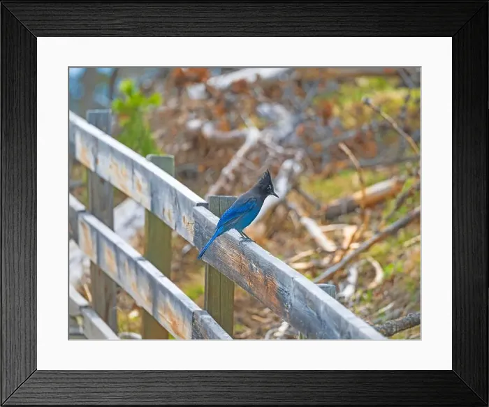 Framed Print : Stellars Jay on a Trail Railing in Yellowstone National Park in Wyomin Framed Print : Stellars Jay on a Trail Railing in Yellowstone National Park in Wyomin
