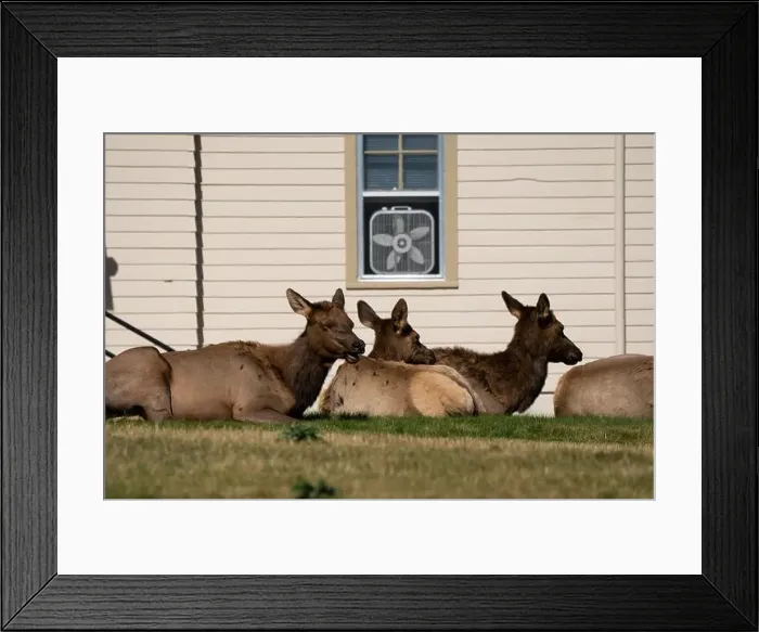 Framed Print : a herd of resting female Elk (Cervus canadensis) on a lawn in front of beige office building Framed Print : a herd of resting female Elk (Cervus canadensis) on a lawn in front of beige office building