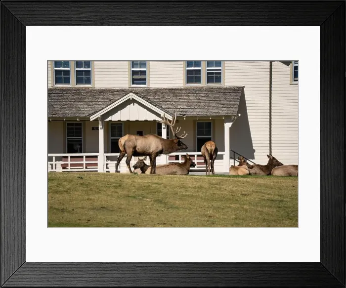 Framed Print : close-up of magnificent male Elk (Cervus canadensis) with a herd of females in front of beige office building Framed Print : close-up of magnificent male Elk (Cervus canadensis) with a herd of females in front of beige office building