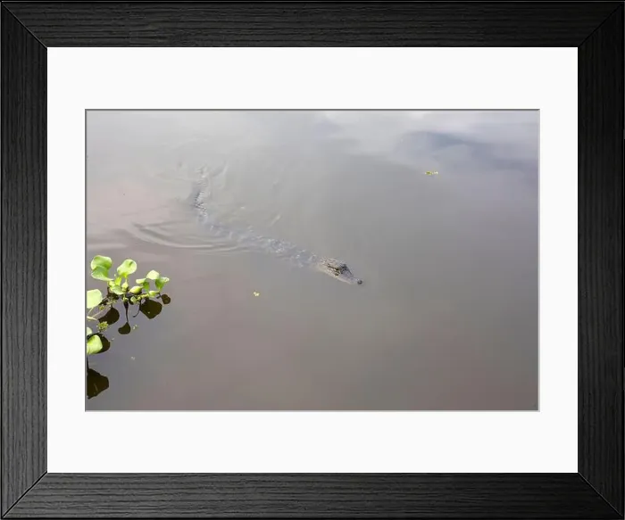 Framed Print : Alligator glides silently across the still waters of the Mississippi River swamp in Louisiana Partially submerged Framed Print : Alligator glides silently across the still waters of the Mississippi River swamp in Louisiana Partially submerged