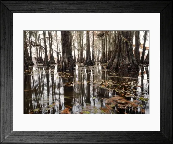 Framed Print : Cypress trees and fall color on Caddo Lake Framed Print : Cypress trees and fall color on Caddo Lake