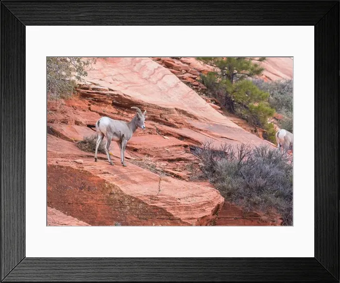 Framed Print : Wild Mountain Goat in Cascade mountains Framed Print : Wild Mountain Goat in Cascade mountains