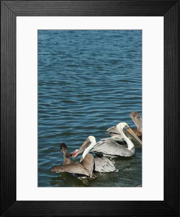 Framed Print : Feeding Frenzy of Multiple Florida Pelicans near a fish cleaning station getting into position to grab fish parts being